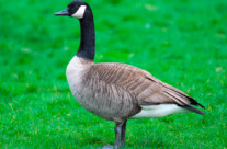 Canada Goose