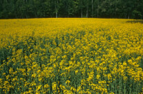 Bosnian Meadow