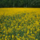 Bosnian Meadow