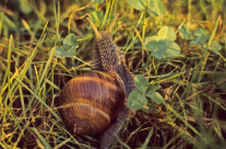 Snail