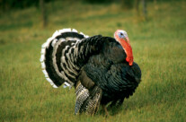 Bosnian Turkey-cock