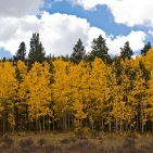 aspens